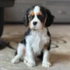 Alert Cavalier puppy sitting in the living room