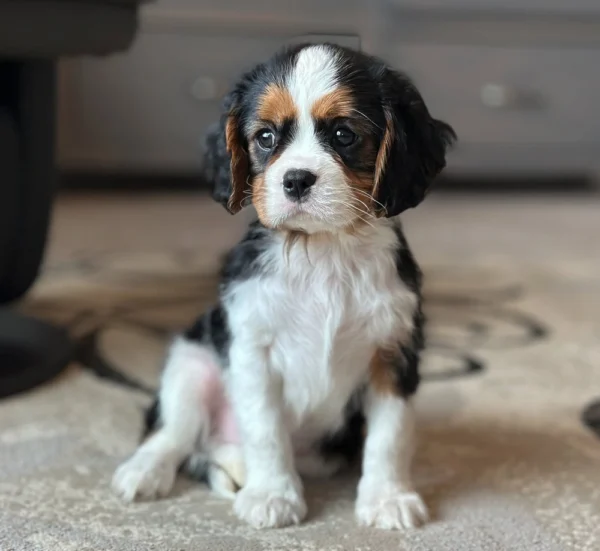 Alert Cavalier puppy sitting in the living room