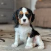 Tri colored Cavalier King Charles Spaniel puppy
