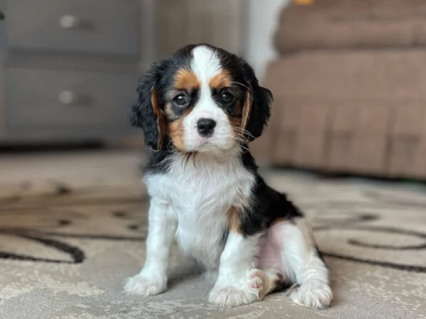 Tri colored Cavalier King Charles Spaniel puppy