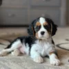Cavalier puppy in the living room