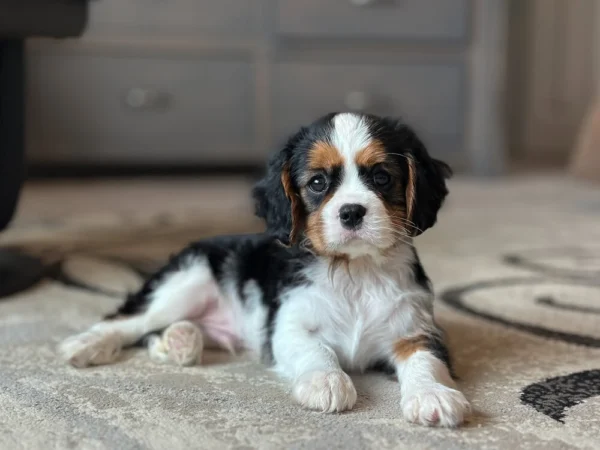 Cavalier puppy in the living room