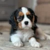 Tri colored Cavalier puppy