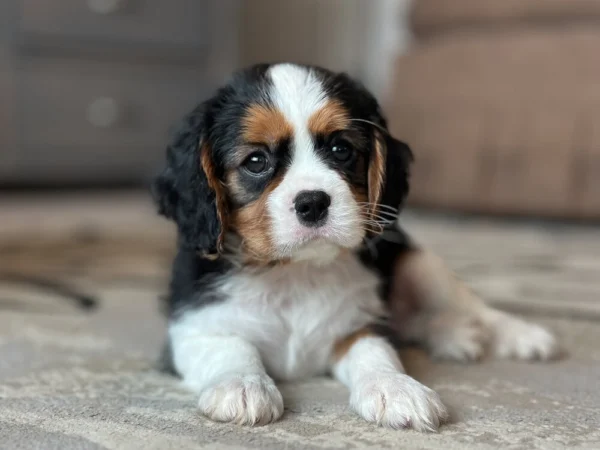 Tri colored Cavalier puppy