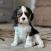 Tri colored Cavalier puppy posing for a picture