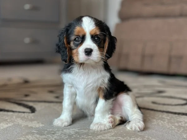 Tri colored Cavalier puppy posing for a picture