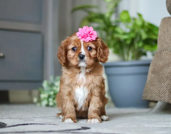 Tan and white Cavalier puppy with pink flower sitting for a pose