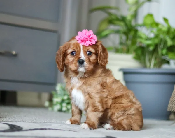 Tan and white Cavalier puppy with pink flower posing for a picture