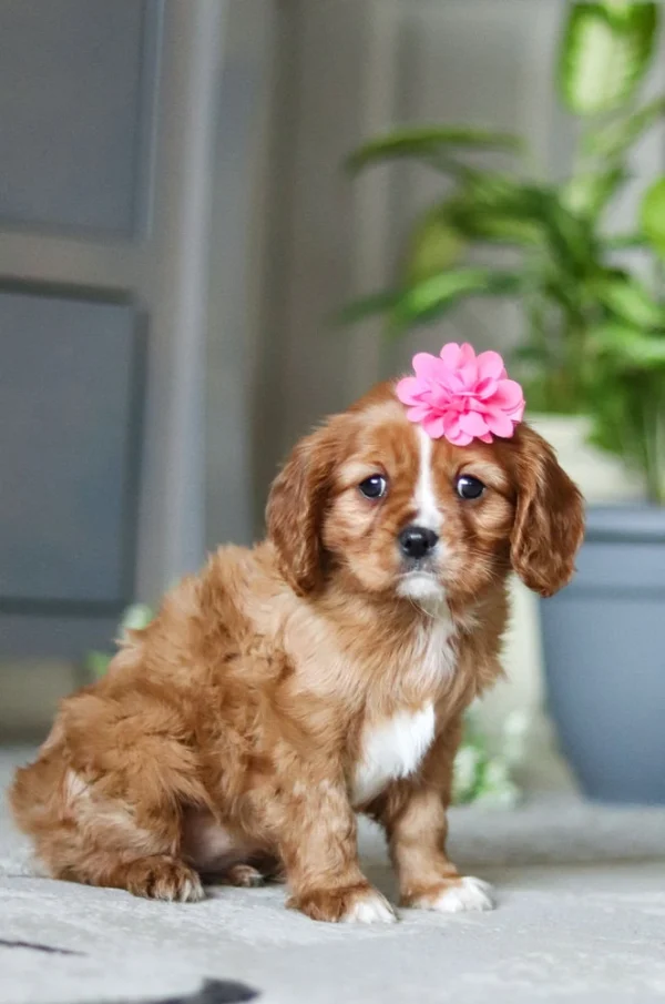 Tan and white Cavalier puppy with pink flower available for adoption