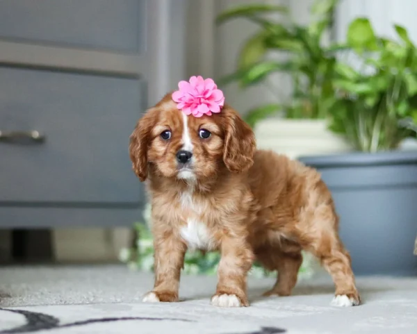 Tan and white Cavalier puppy with pink flower for sale