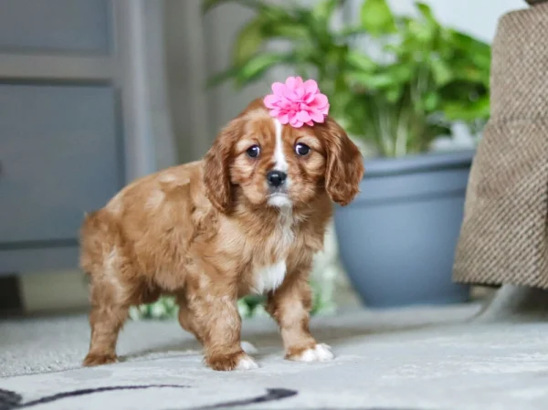 Tan and white Cavalier puppy with pink flower