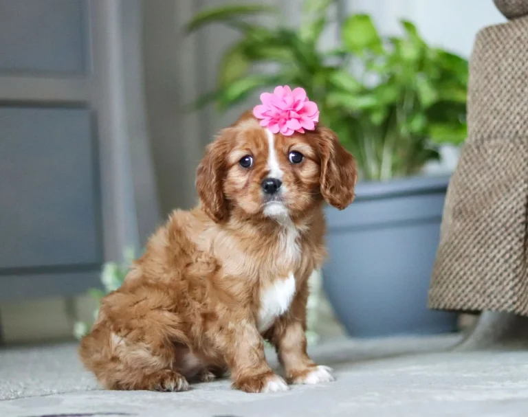 Tan and white Cavalier puppy with pink flower sitting by a plant