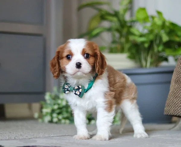 Tan and white Cavalier King Charles puppy for sale