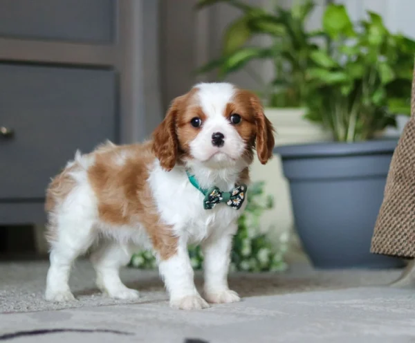 Tan and white Cavalier puppy with green collar