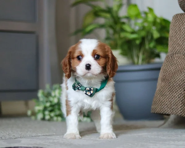 Tan and white Cavalier King Charles puppy