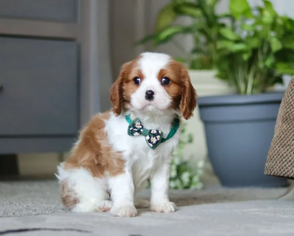 Tan and white Cavalier puppy sitting by a green plant