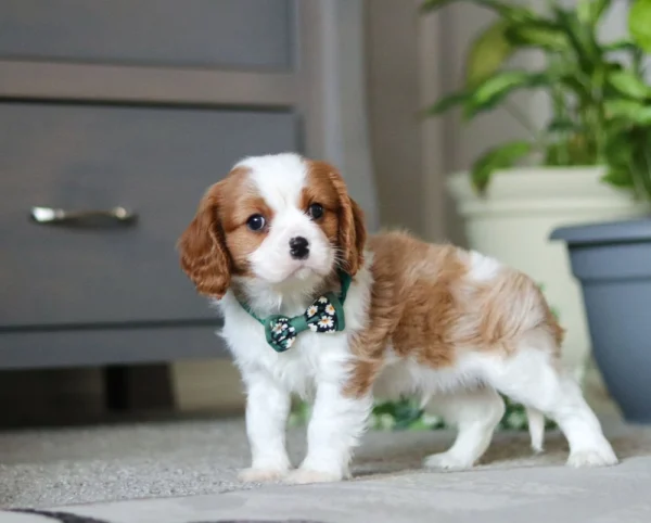 Tan and white Cavalier puppy for sale