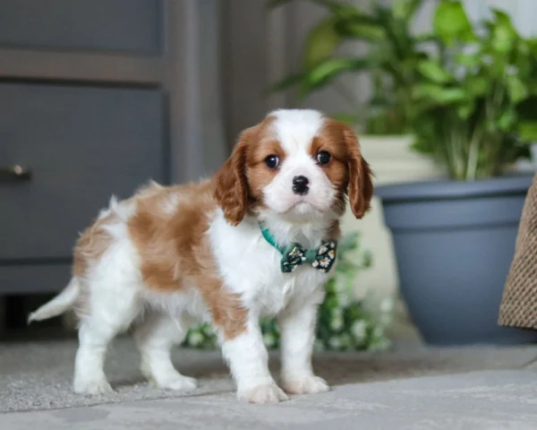 Tan and white Cavalier puppy available for adoption