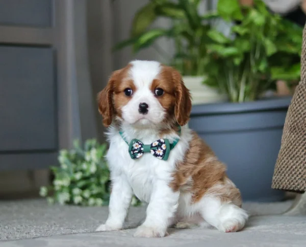 Tan and white Cavalier puppy