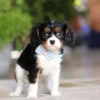 Tri-colored Cavalier puppy