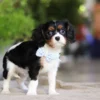 Cavalier puppy with blue ribbon