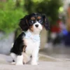 Cavalier puppy posses for a picture
