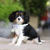Cavalier puppy with blu color sitting
