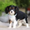 Tri-colored Cavalier puppy with blue color