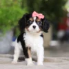 Tri-colored Cavalier puppy
