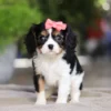 Tricolored Cavalier with pink bow