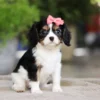 Pink bow on Cavalier puppys head