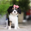 Tri-colored puppy with pink bow