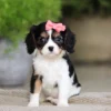 Tri-colored puppy sitting in living room