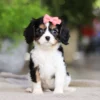 Cavalier puppy poses for a picture