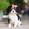Cavalier King Charles puppy