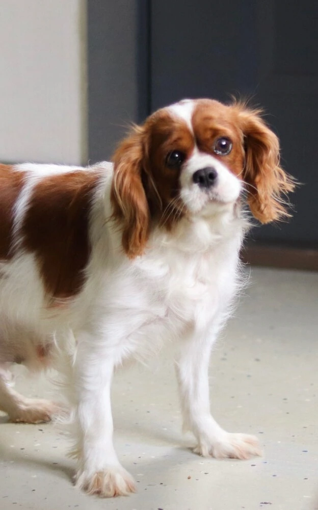 Cavalier female dog