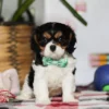 Cavalier puppy for adoption
