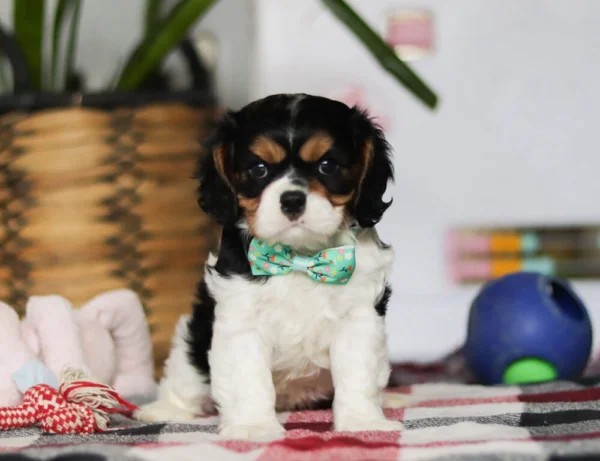 Cavalier puppy for adoption