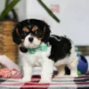 Cavalier puppy with green ribbon