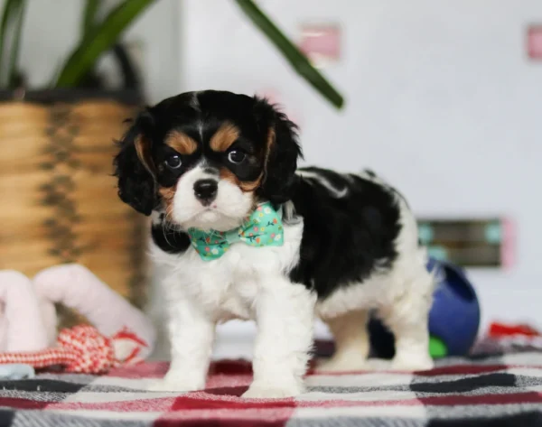 Cavalier puppy with green ribbon