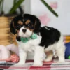 My Cavalier Pups Cavalier puppy