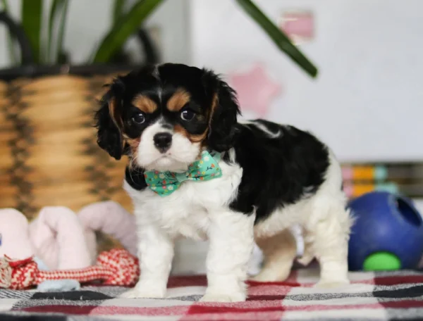 My Cavalier Pups Cavalier puppy