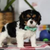 Cavalier King Charles puppy