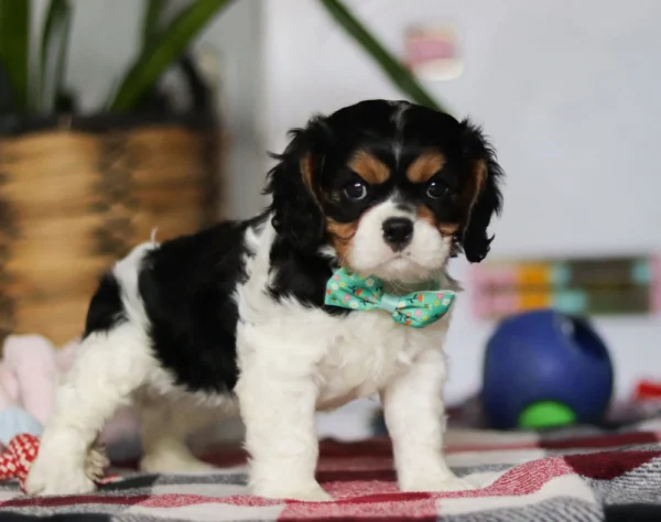 Cavalier King Charles puppy