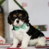 Cavalier puppy sitting on carpet