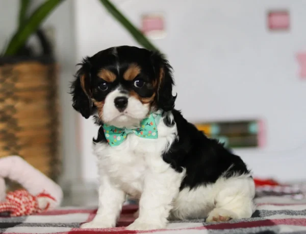 Cavalier puppy sitting on carpet