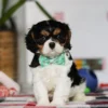 Tri colored Cavalier puppy