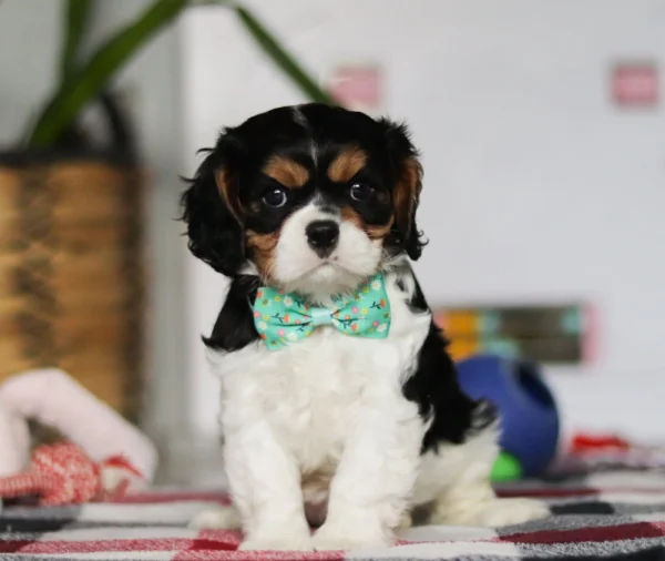 Tri colored Cavalier puppy