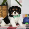 Cavalier puppy posing for a photo