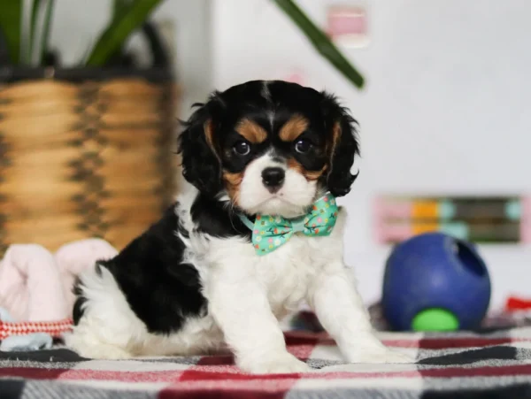 Cavalier puppy posing for a photo